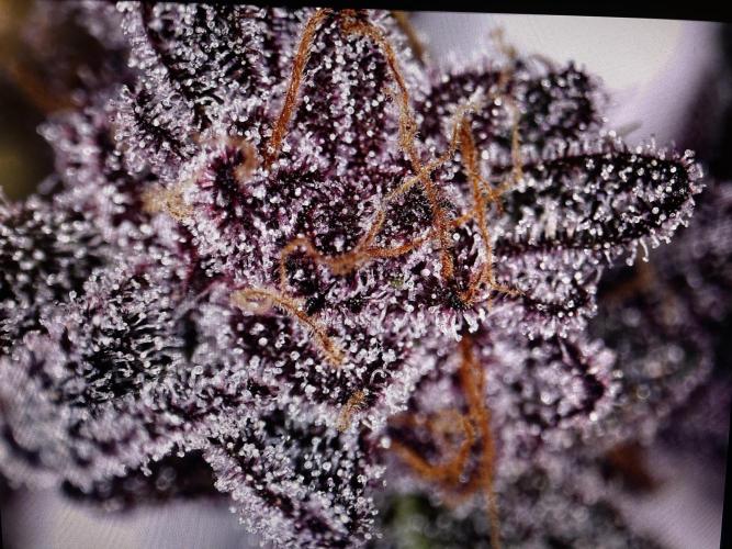 Super Buff Cherry #26 - no-till. Week 12