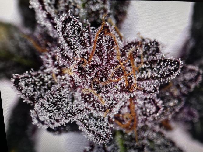 Super Buff Cherry #26 - no-till. Week 12