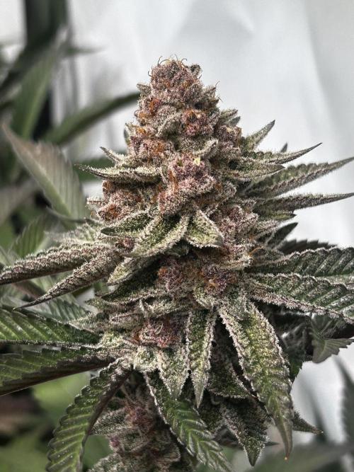 Super Buff Cherry #26 - no-till. Week 12