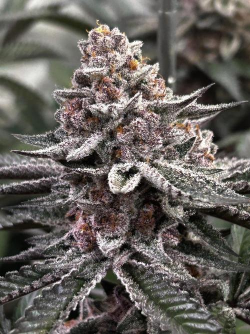 Super Buff Cherry #26 - no-till. Week 12