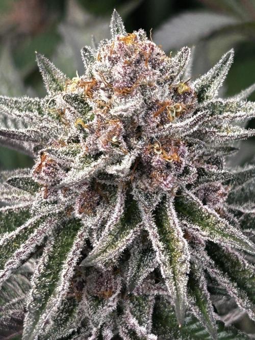 Super Buff Cherry #26 - no-till. Week 12