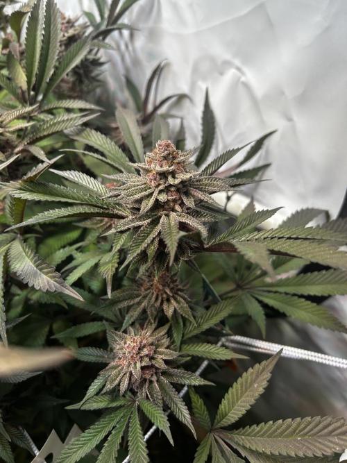 Super Buff Cherry #26 - no-till. Week 12