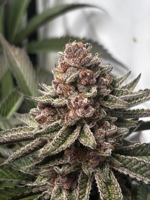 Super Buff Cherry #26 - no-till. Week 12