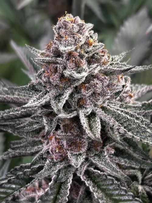 Super Buff Cherry #26 - no-till. Week 12