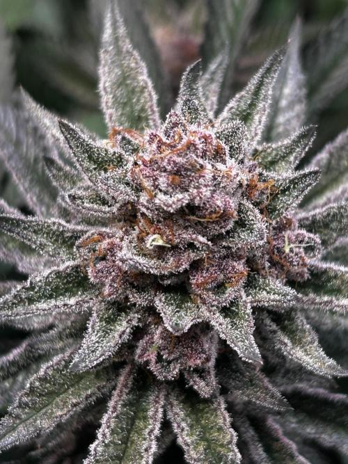 Super Buff Cherry #26 - no-till. Week 12