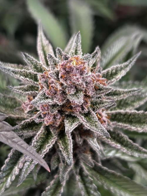 Super Buff Cherry #26 - no-till. Week 12