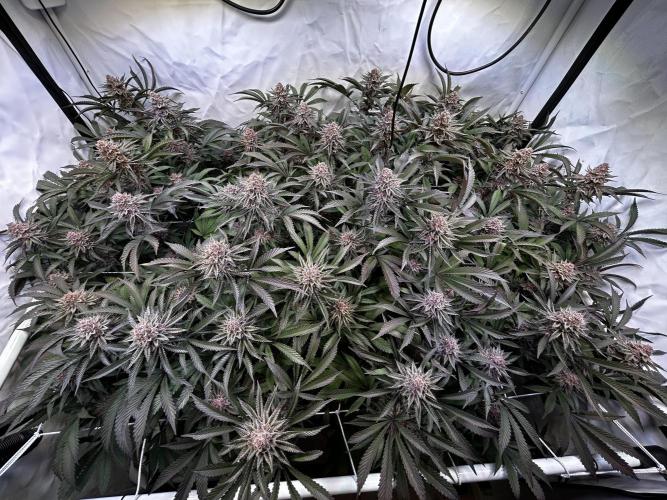 Super Buff Cherry #26 - no-till. Week 12