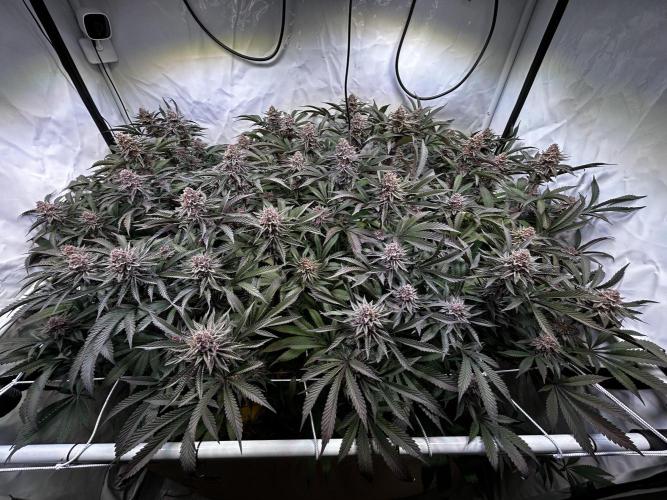 Super Buff Cherry #26 - no-till. Week 12