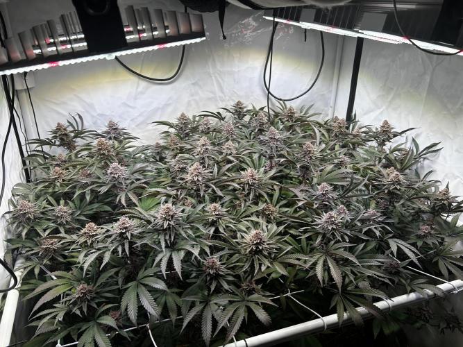 Super Buff Cherry #26 - no-till. Week 12