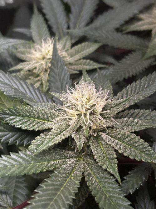 Bananaconda #4. Week 9