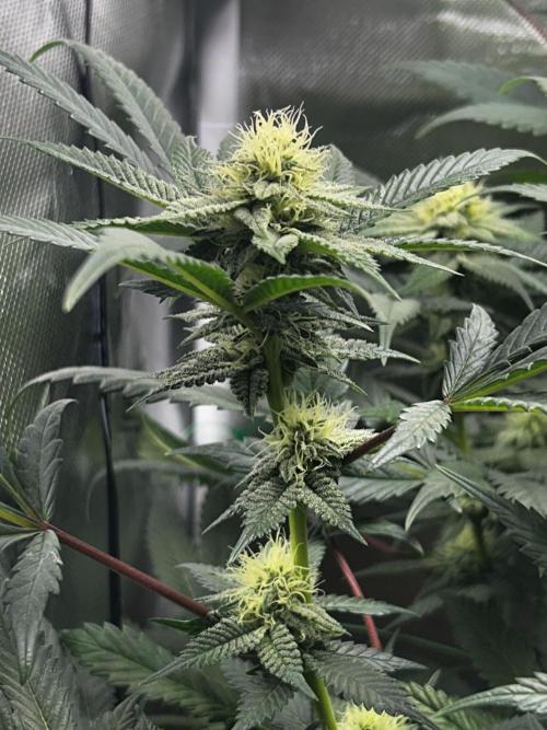 Bananaconda #4. Week 9