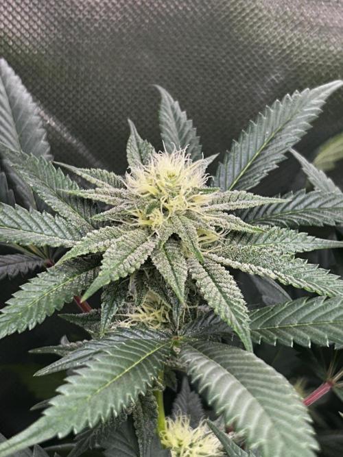 Bananaconda #4. Week 9