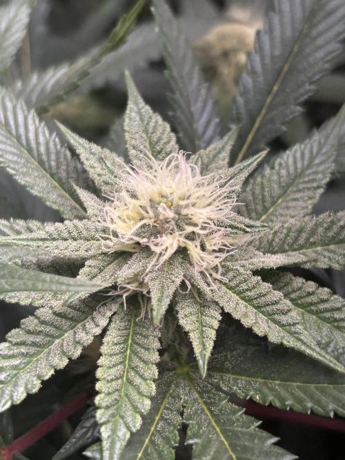 Bananaconda #4. Week 9