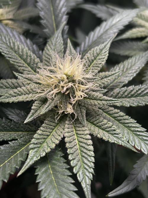 Bananaconda #4. Week 9