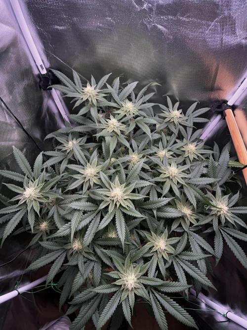 Bananaconda #4. Week 9