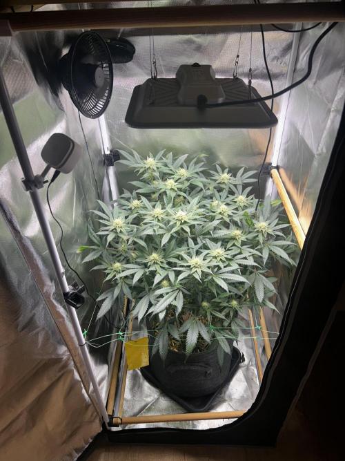 Bananaconda #4. Week 9