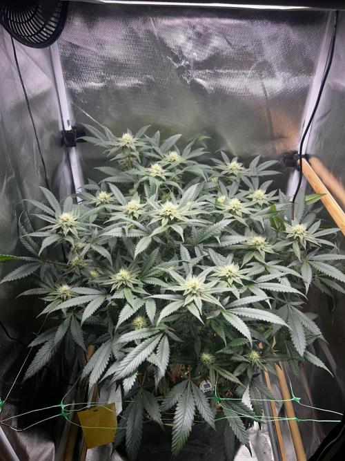 Bananaconda #4. Week 9