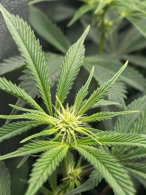 Permanent Chimera #35. Week 7