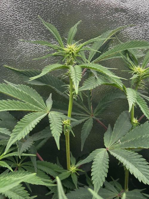 Permanent Chimera #35. Week 7