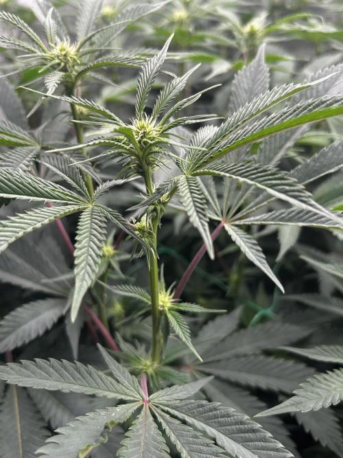 Permanent Chimera #35. Week 7