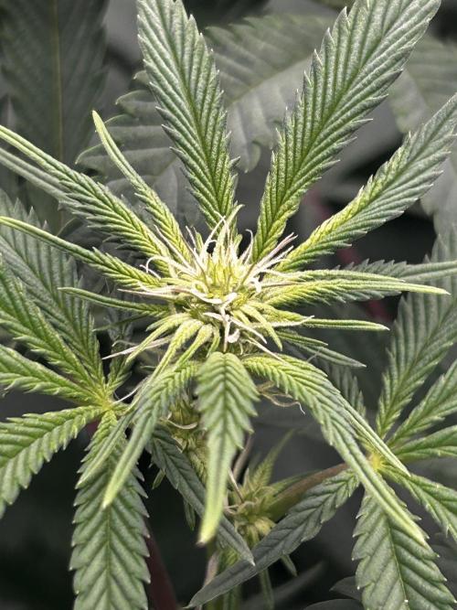 Permanent Chimera #35. Week 7