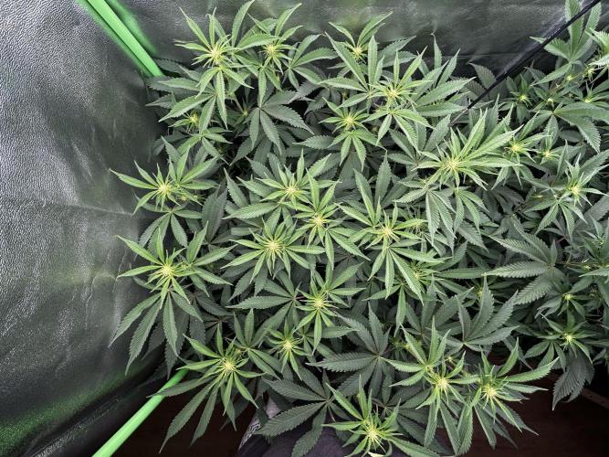 Permanent Chimera #35. Week 7