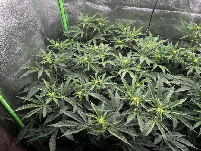 Permanent Chimera #35. Week 7