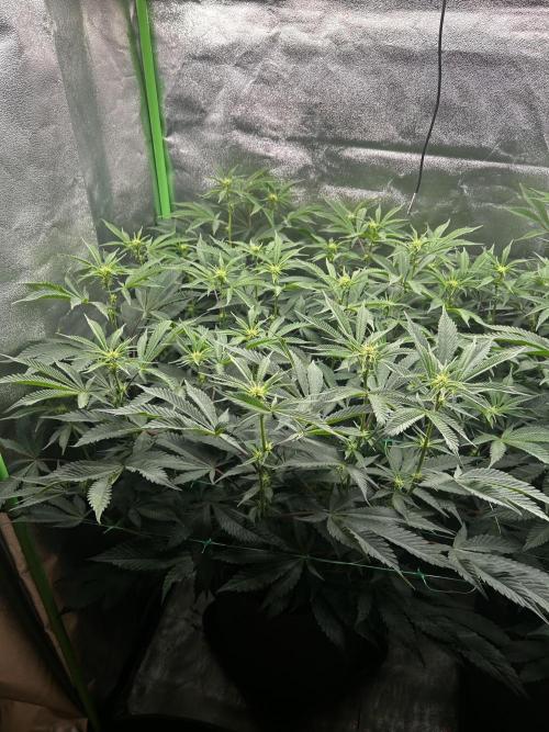 Permanent Chimera #35. Week 7