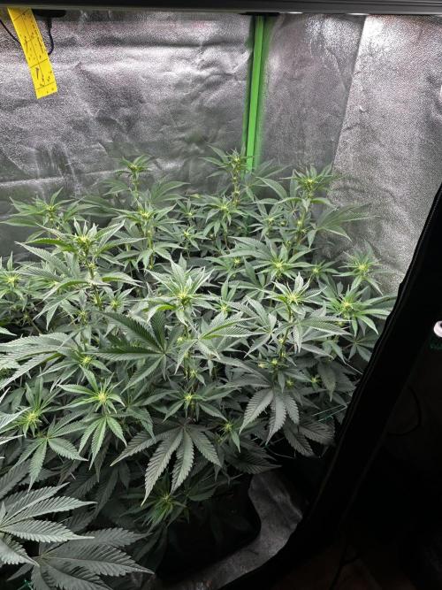 Pina Colada. Week 7