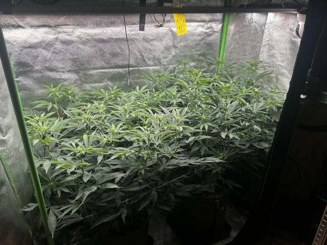 Pina Colada. Week 7