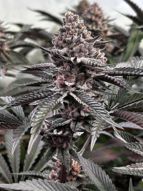 Super Buff Cherry #26 - no-till. Week 13