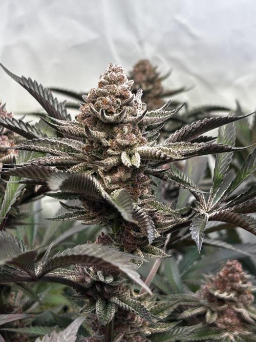 Super Buff Cherry #26 - no-till. Week 13