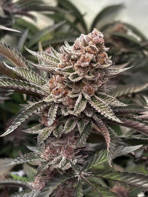 Super Buff Cherry #26 - no-till. Week 13