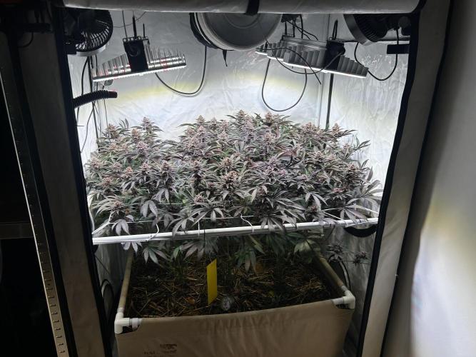 Super Buff Cherry #26 - no-till. Week 13