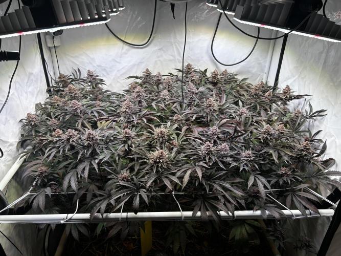 Super Buff Cherry #26 - no-till. Week 13