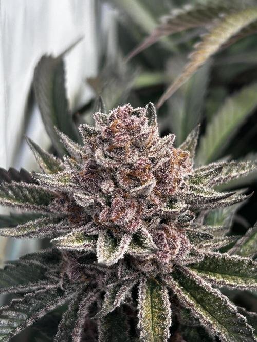 Super Buff Cherry #26 - no-till. Week 13