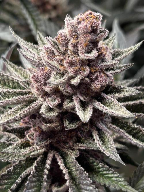 Super Buff Cherry #26 - no-till. Week 13