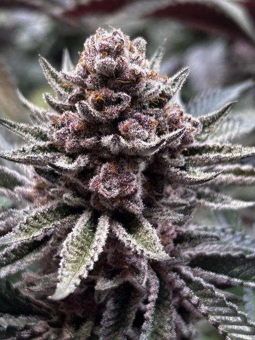 Super Buff Cherry #26 - no-till. Week 13