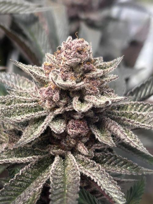 Super Buff Cherry #26 - no-till. Week 13