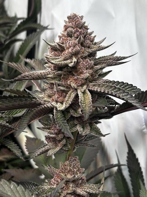 Super Buff Cherry #26 - no-till. Week 13