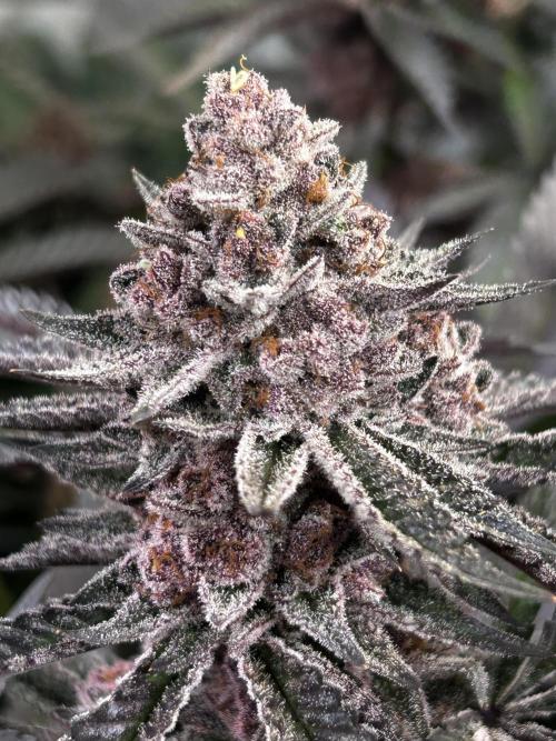 Super Buff Cherry #26 - no-till. Week 13