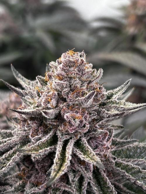 Super Buff Cherry #26 - no-till. Week 13