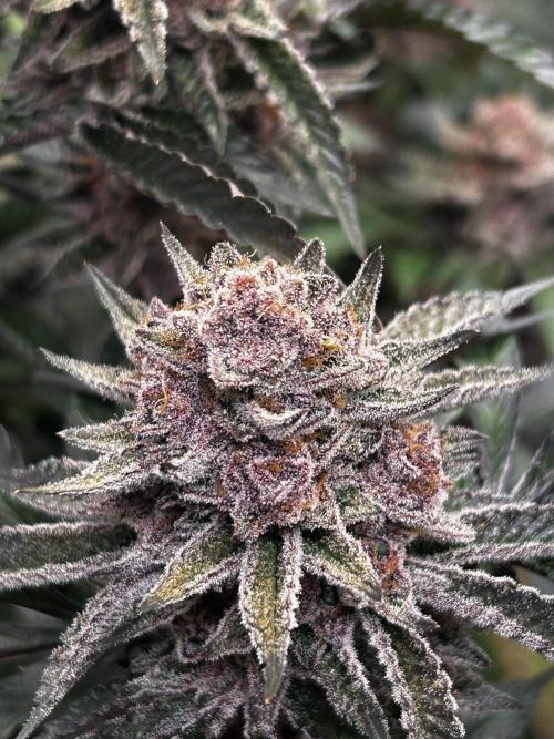 Super Buff Cherry #26 - no-till. Week 13