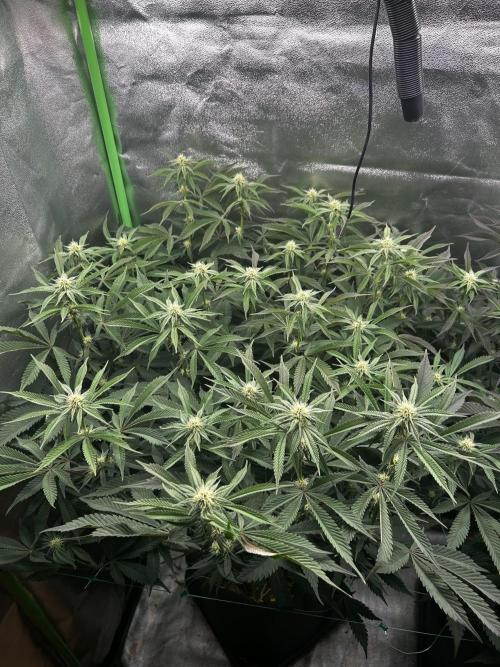 Permanent Chimera #35. Week 8