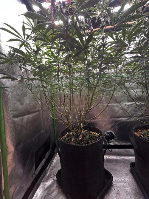 Permanent Chimera #35. Week 8