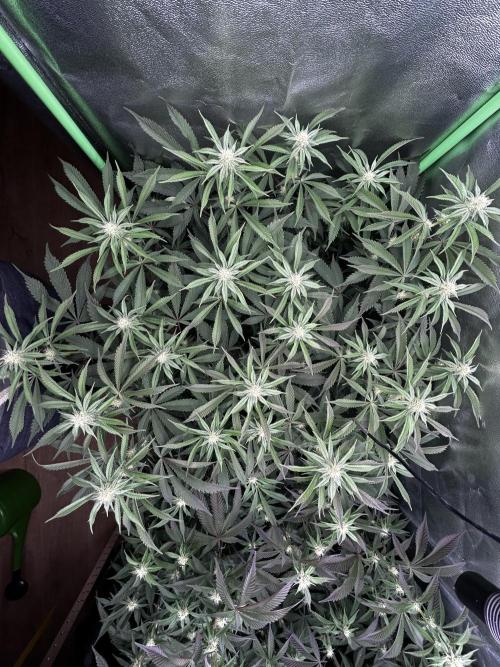 Permanent Chimera #35. Week 8