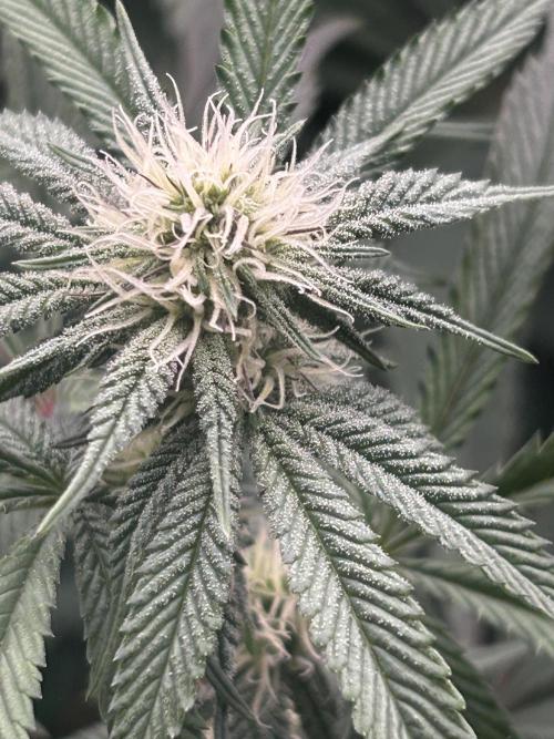 Permanent Chimera #35. Week 8