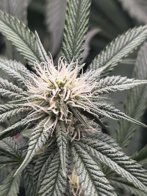 Permanent Chimera #35. Week 8