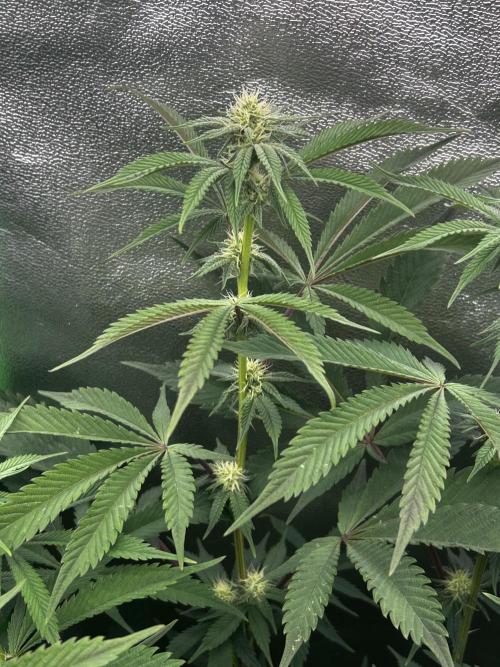 Permanent Chimera #35. Week 8