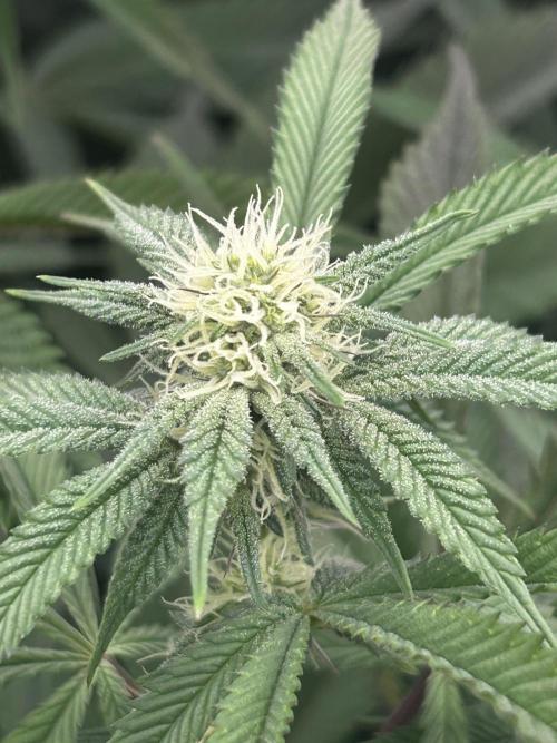 Permanent Chimera #35. Week 8